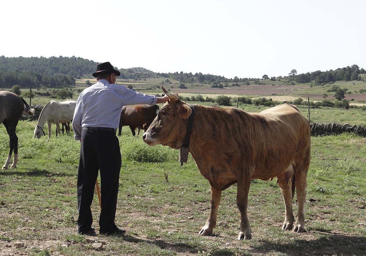 Vacas 43