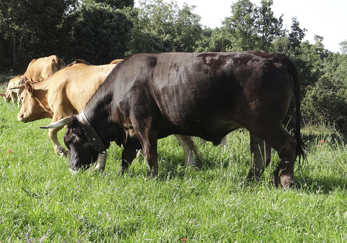 Vacas 44