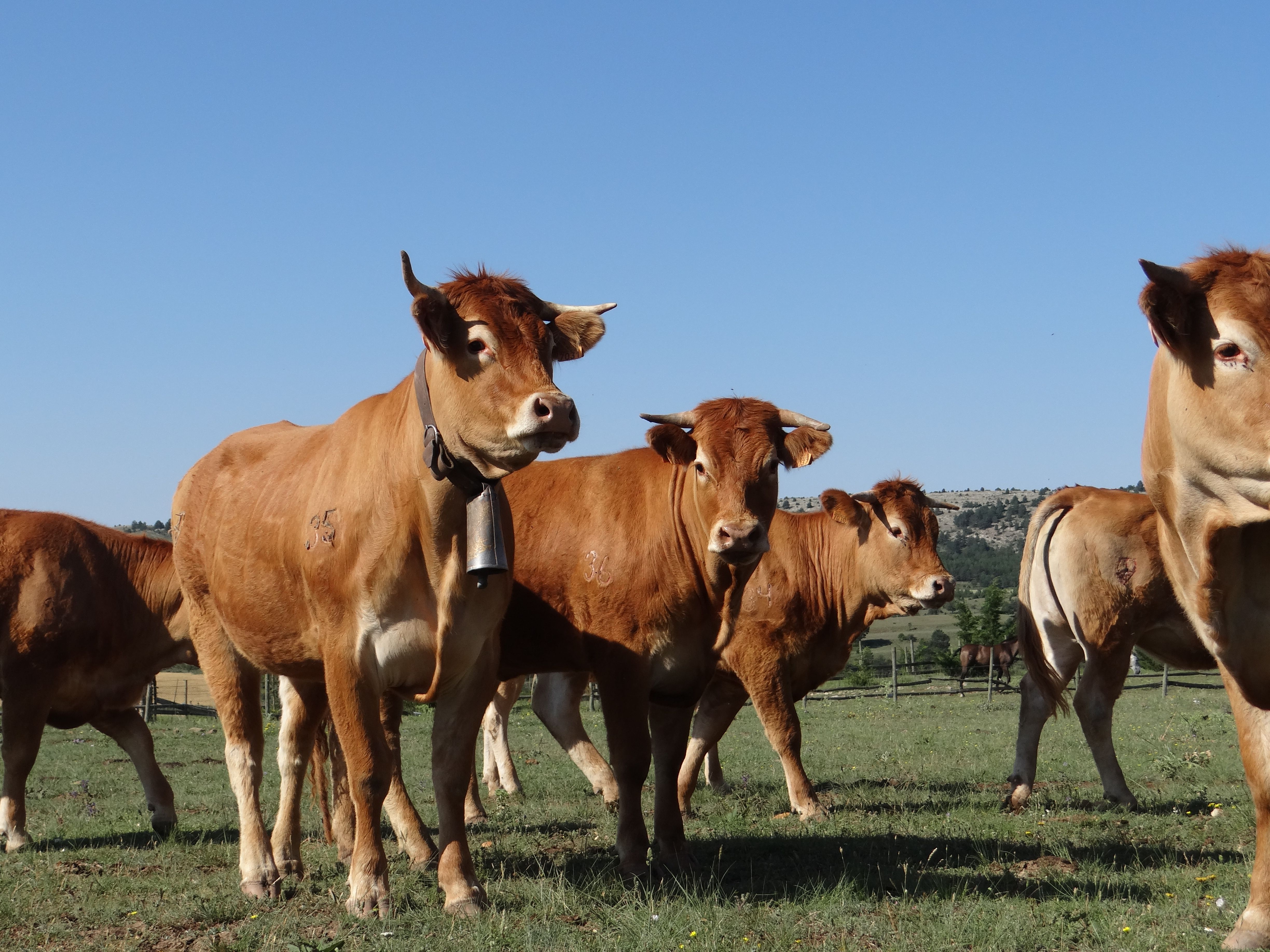 Vacas Jmor